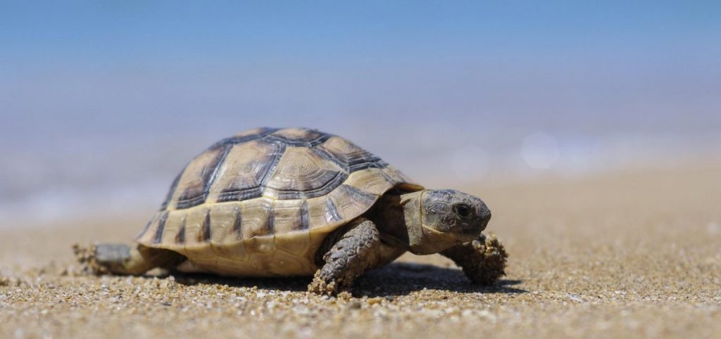 Jodmangel: Wenn die Schilddrüse zur Schildkröte wird